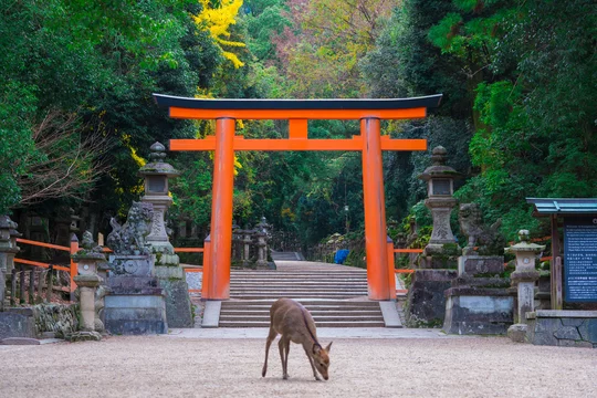春日大社の鳥居と鹿 Stock 写真 Adobe Stock 春日大社の鳥居と鹿 Stock 写真 Adobe Stock