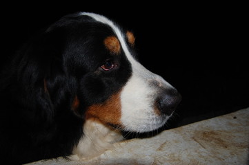 portrait d'un bouvier bernois