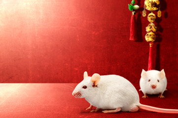 White mouse and Chinese ornament on a red background