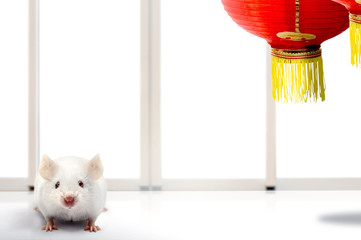 White mouse and Chinese lantern