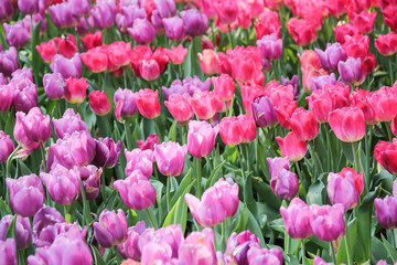 Fototapeta premium pink tulips in the garden