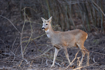 Roe buck in the forest