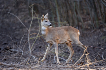 Roe buck in the forest