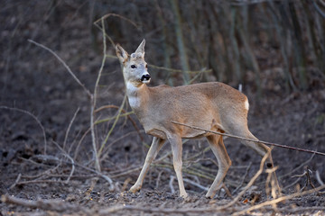Roe buck in the forest