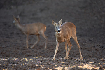 Roe buck in the forest