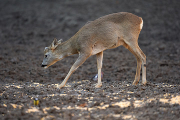 Roe buck in the forest