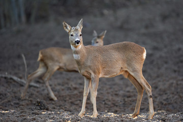 Roe buck in the forest