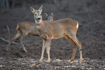 Roe buck in the forest