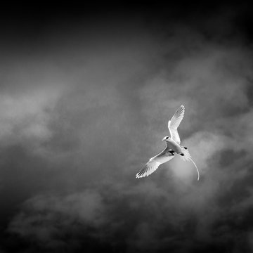 Paille-en-Queue - Ile Rodrigues - Voyage