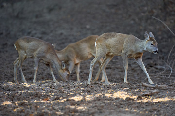 Roe buck in the forest