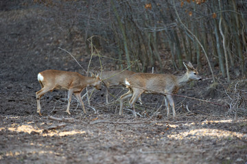 Roe buck in the forest