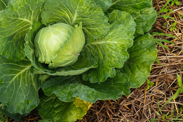cabbage growing in the garden