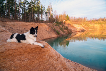 The dog is lying on a sandy slope on the Bank of a sand quarry.