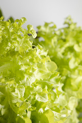 Close up Raw Fresh Green oak lettuce on white background. One of the most popular vegetables for salad menus.