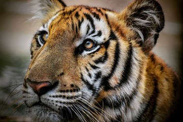Closeup shot of a Bengal tiger in the jungle