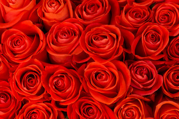 Top view on a bouquet of beautiful red roses. Natural flower trendy modern abstract texture background