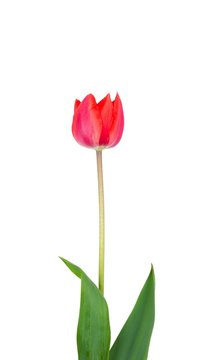 One red Tulip flower isolated on a white background
