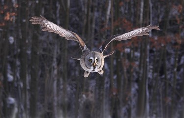 Great Grey Owl or Lapland Owl, lat. Strix nebulosa. Owl flying near a wood in the winter.  Bird after taking off from the snow, front view ..