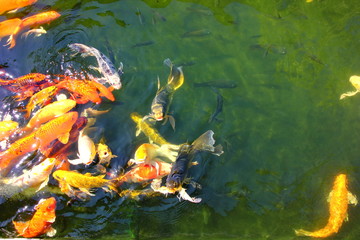 Fototapeta na wymiar colorful kois in pool.the beautiful crafts swimming and sun reflex on water.nature light and good feed make multicolor fish or pet storng beauty.