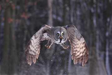 Great Grey Owl or Lapland Owl, lat. Strix nebulosa. Owl flying near a wood in the winter.  Bird after taking off from the snow, front view