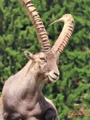 Male ibex front face with horns