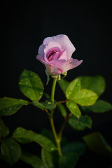 Beautiful purple rose on black background