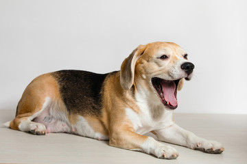 Beagle dog.