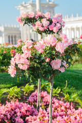 pink blooming azalea tree in the park