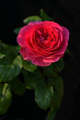 Beautiful red rose on black ground