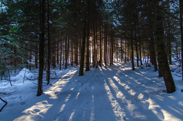 oświetlony las zimą bieszczady © wedrownik52