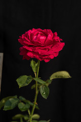 Beautiful red rose on black ground