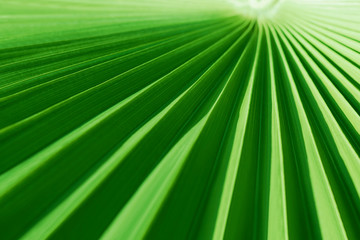 Fototapeta premium Closeup of a tropical palm leaf with shallow depth of field on a clear sunny day. Abstract modern natural green foliage texture background