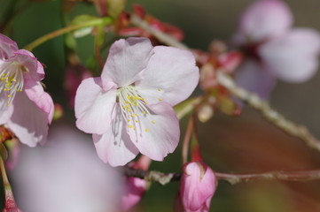 Obraz premium 桜咲く