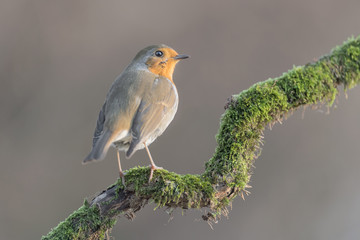 Portrait of Red robin at sunrise (Erithacus rubecula)