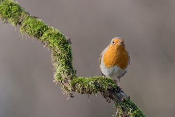 Wonderful portrait of Red robin at sunrise (Erithacus rubecula)
