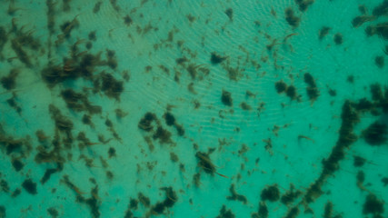 Sea weed under water surface in ocean. Green Marine grass in blue sea.