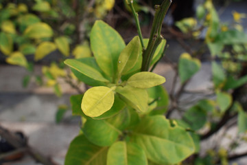 Fototapeta na wymiar leaves green background