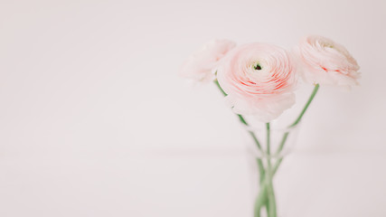 Floral background. Pink Ranunculus on a white background. Romantic background for invitations and greeting cards.  copy space.