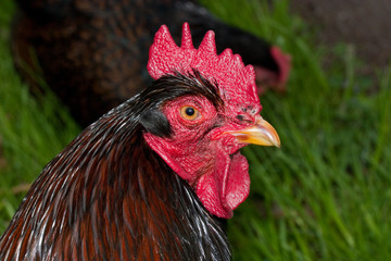 Portrait of a beautiful rooster with red comb, wattles and earlobes