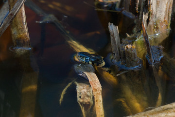 Grass snake in a pond with Bulrush, largely under water