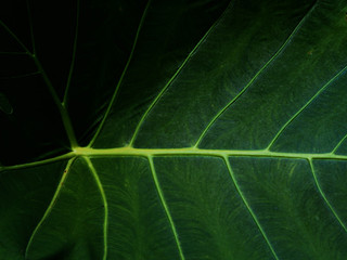 Green leaf tropical closeup abstract background.