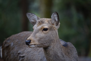 奈良の鹿さん　Nara deer in Nara Park