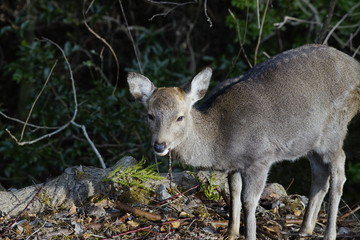 奈良の鹿さん　Nara deer in Nara Park