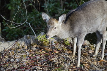 奈良の鹿さん　Nara deer in Nara Park