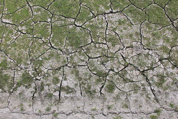 雑草が少し生えた、罅割れた地面