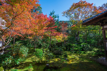 Obraz premium 京都 西明寺の紅葉