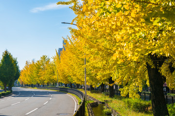 Obraz premium 京都 堀川通の銀杏並木