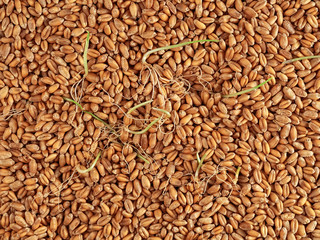 Wheat grains for germination and sprouted grains on the surface of the table. Top view, natural background. Horizontal orientation