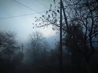 Fototapeta na wymiar Autumn road and fog with the silhouette of trees