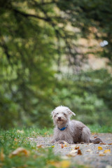 Little funny lonely dog in the forest in the meadow